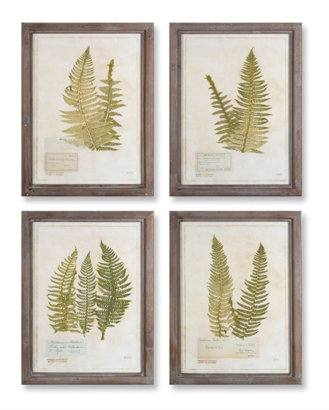 Framed Fern Print