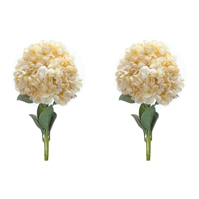 Hydrangea Flower