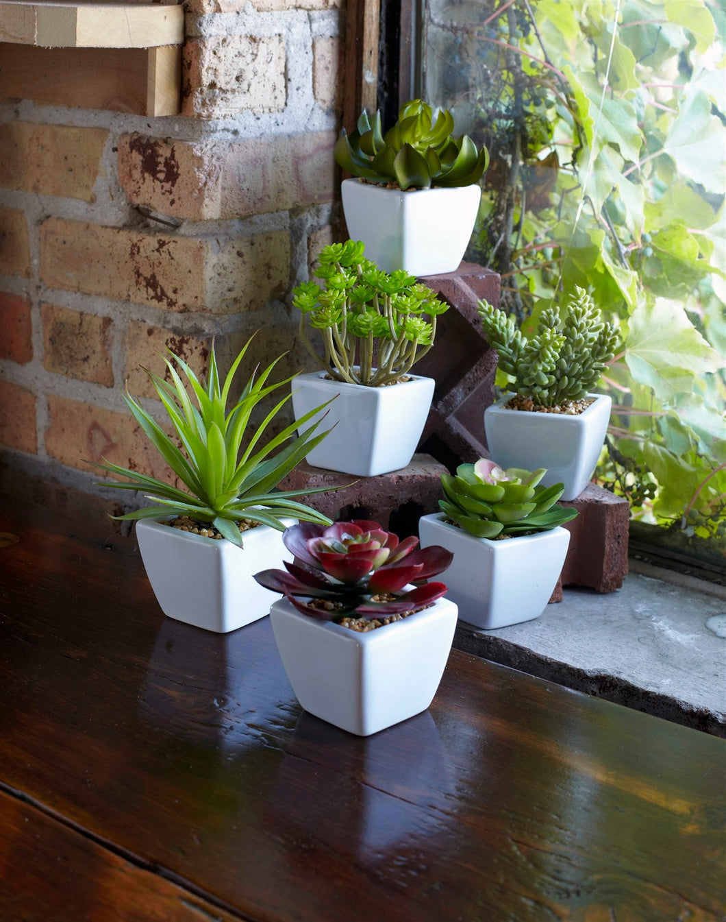 Potted Succulents