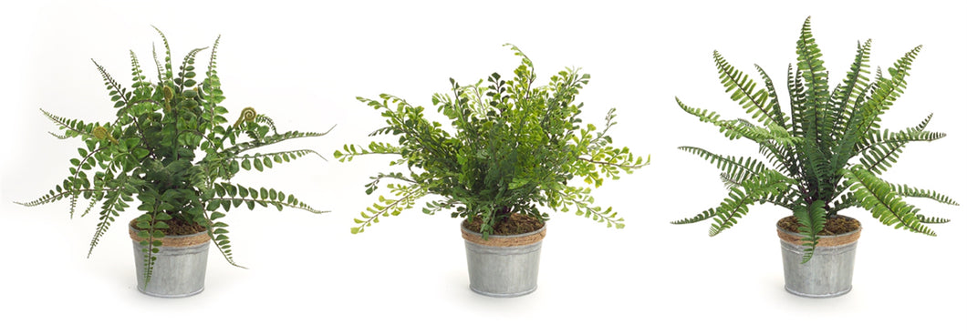 Tin Potted Fern Set