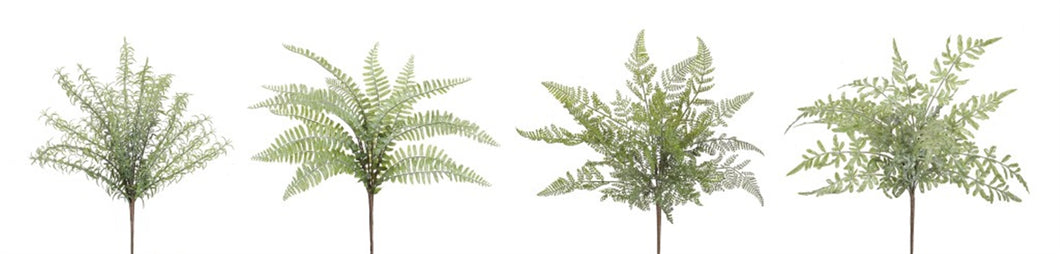 Fern Bush