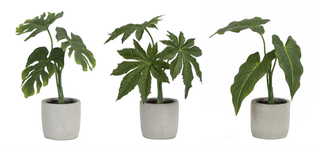 Potted Foliage Set